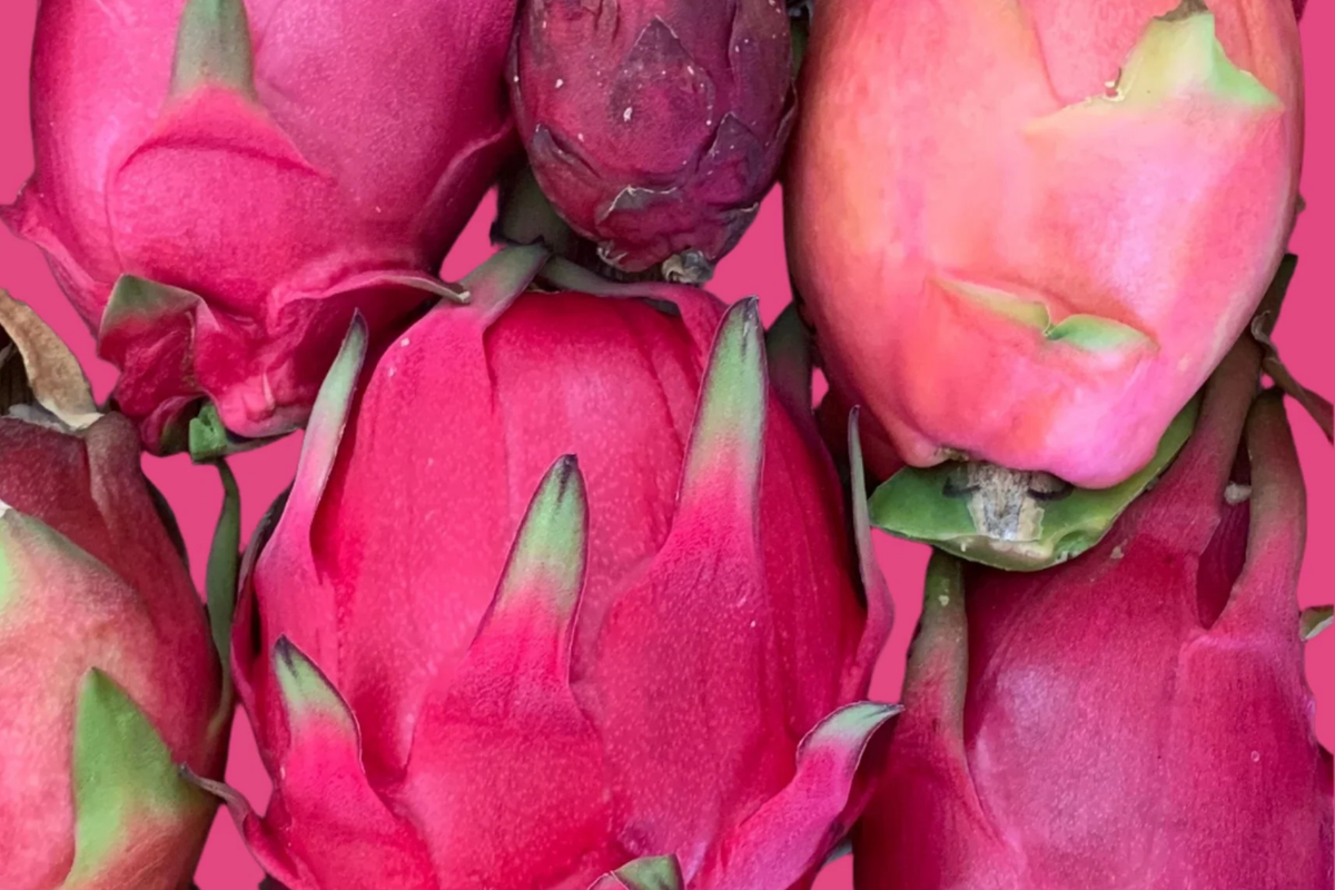Dark Red Flesh Sugar Dragon Cuttings (8-10 in) - Unrooted Dragon Fruit Cutting