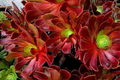 Aeonium Velour Cutting - 3-Inch Head Fresh Succulent for Propagation