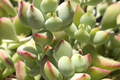 Cotyledon Pendens Succulent Cuttings - 4 Unrooted 3-4" Long Starter Plants