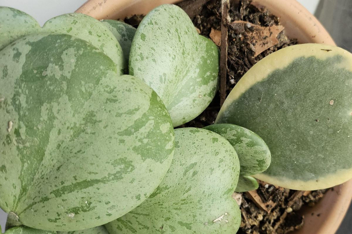 Variegated Hoya Kerrii Cutting (Unrooted) - 1+ Node Propagation Options