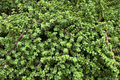 Rainbow Elephant Bush Cuttings (Portulacaria afra) - 20 Live Starter Cuttings for Propagation