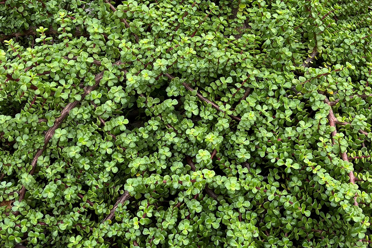 Rainbow Elephant Bush Cuttings (Portulacaria afra) - 20 Live Starter Cuttings for Propagation