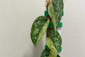 Scindapsus Maharlika Variegated Unrooted Cutting - 1 Node, 1 Leaf | Rare Houseplant