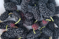 Shangri-La Mulberry Cuttings (12) for Rooting or Grafting - Sweet Large Fruits