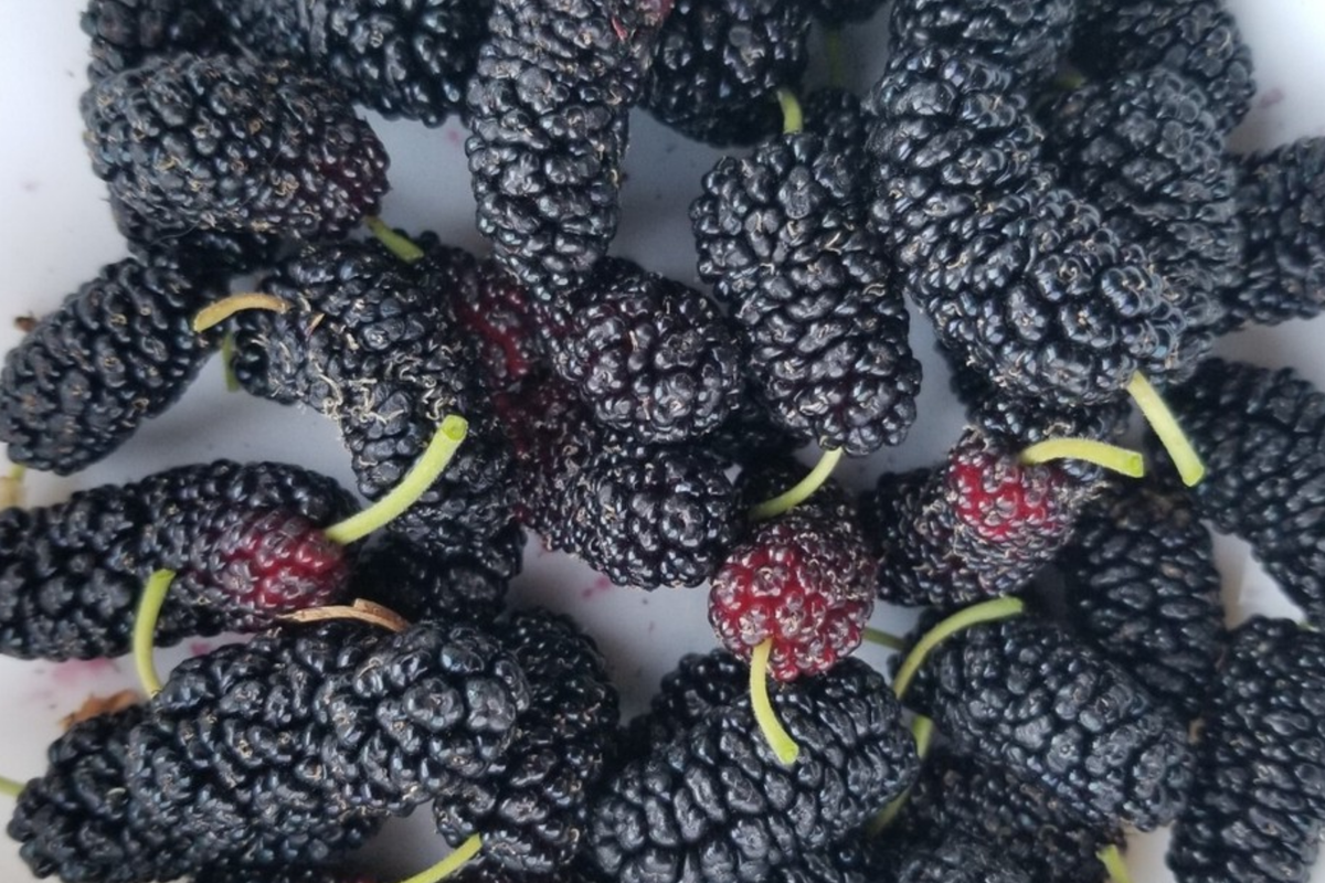 Shangri-La Mulberry Cuttings (12) for Rooting or Grafting - Sweet Large Fruits