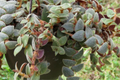 Teddy Bear Plant Cuttings - 4+ Unrooted Cuttings for Propagation