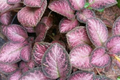 Pink Fitonia Cutting in Propagation Cup - Sealed with Sphagnum Moss