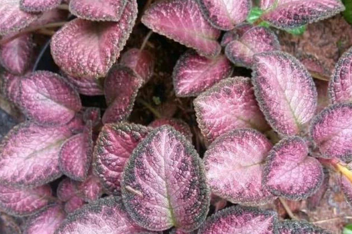 Pink Fitonia Cutting in Propagation Cup - Sealed with Sphagnum Moss