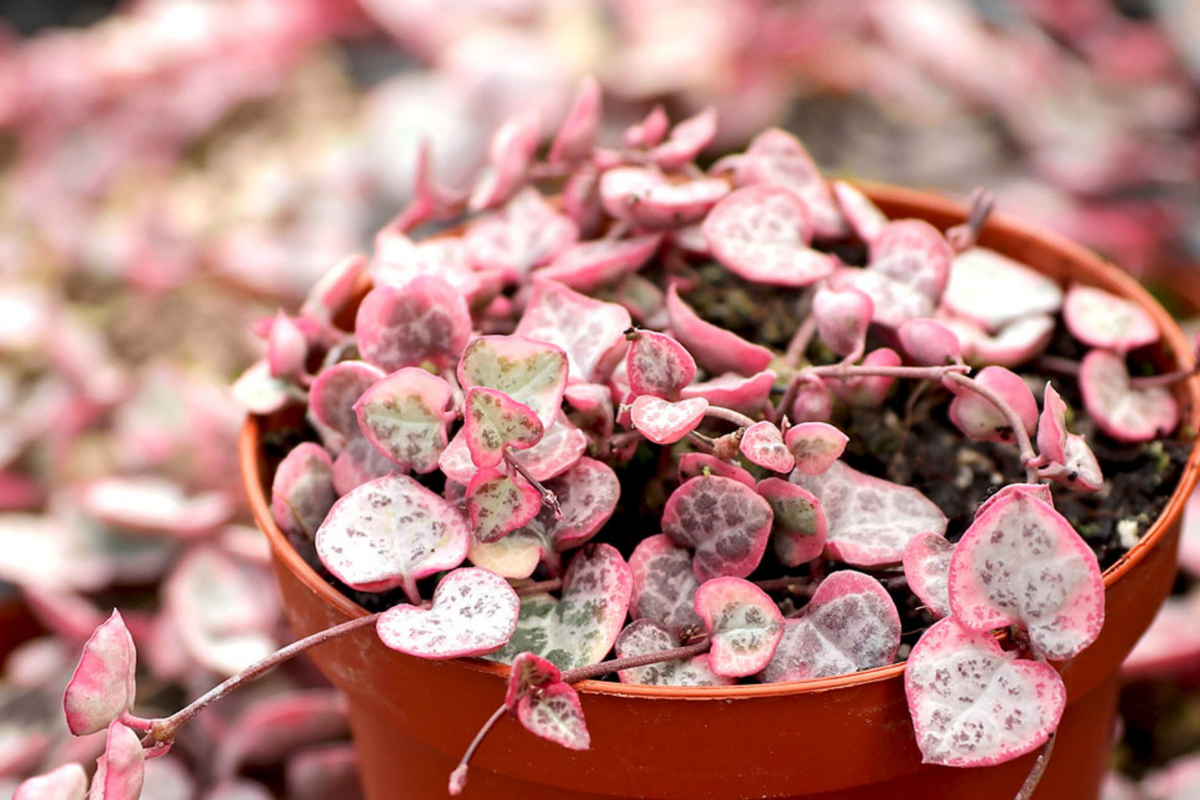 Variegated String of Hearts Cutting in Prop Cup | Ceropegia woodii