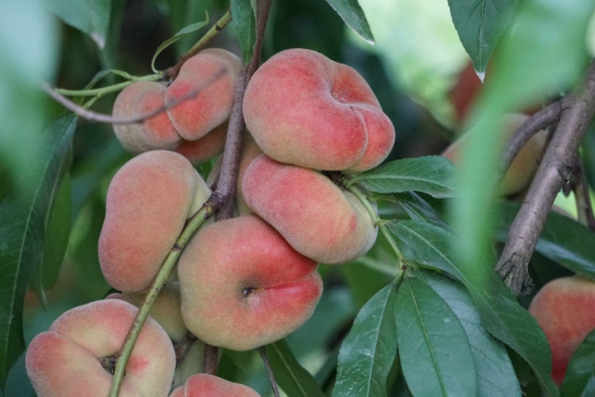 Donut Peach Tree Scion - 6 Premium Grafting Cuttings (Saturn) — White Flesh