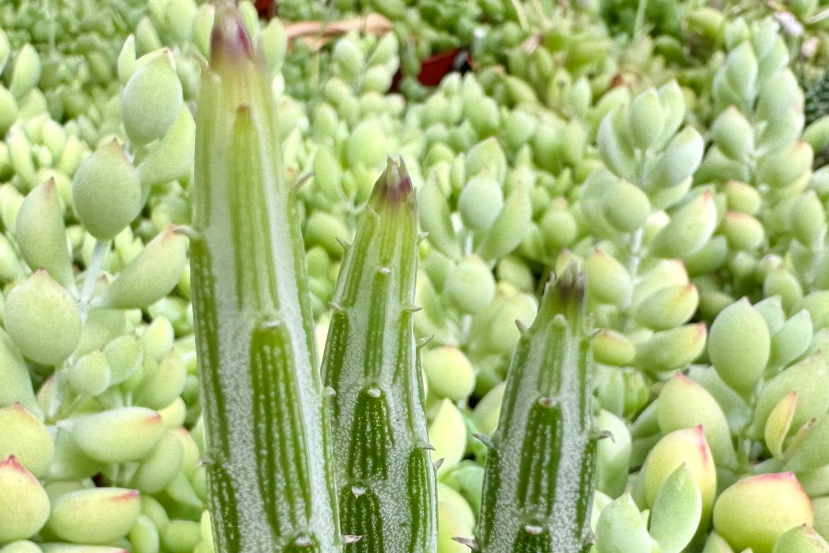Kleiniia Senecio Stepiliformis (Pickle Plant) - 2 Rooted Cuttings in 2" Pot
