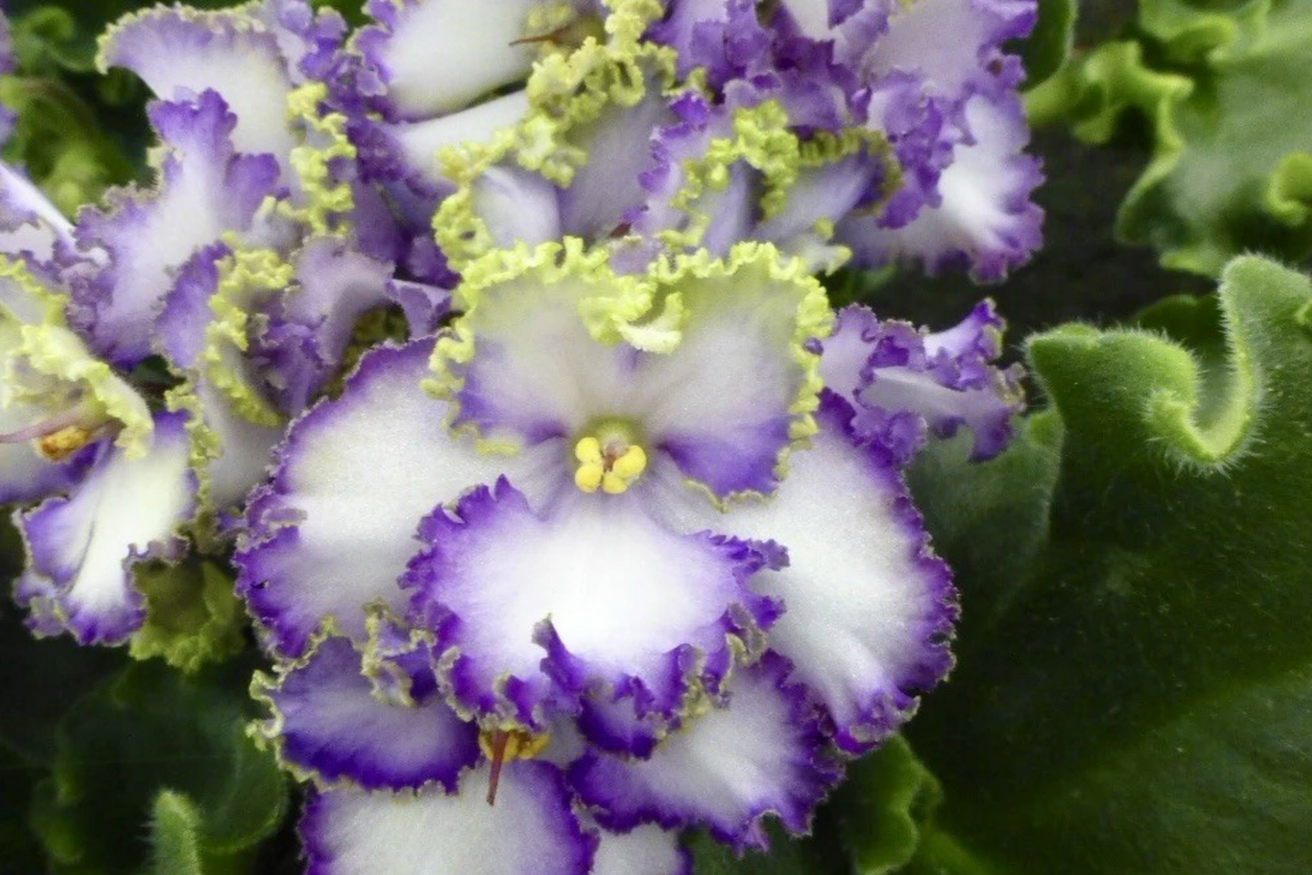 African Violet Buckeye Seabreazes - Pair of Cuttings (Starter Plant) | Easy Care Indoor