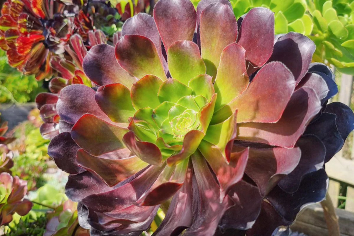 Aeonium 'Voodoo' Cutting - Rare Purple Rosette Succulent Starter Plant