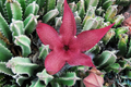 Stapelia Grandiflora Carrion Plant Cuttings (2) 6-8" Starfish Succulent