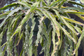 Lepismium Cruciforme Spiralis Cactus - 3 Unrooted Cuttings (4-8") for Grafting or Rooting