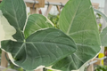 Alocasia Mickey Mouse Plant | Live 4