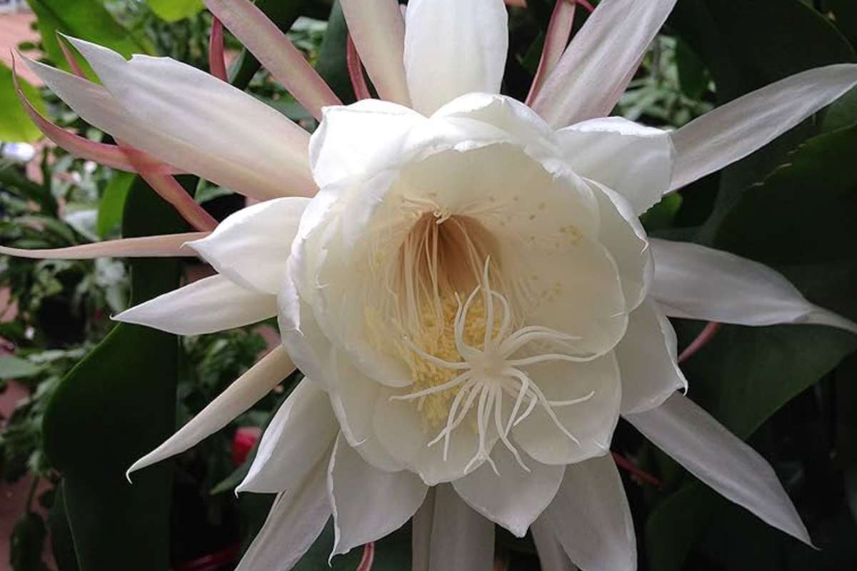 Epiphyllum 'Kazoo' Unrooted Cutting — Orchid Cactus Hybrid, 6-8"