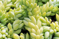 Donkey's Tail Sedum Morganianum Cuttings - 3 Fresh 5" Unrooted Trailing Succulents