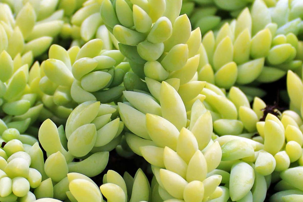 Donkey's Tail Sedum Morganianum Cuttings - 3 Fresh 5" Unrooted Trailing Succulents