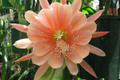 Epiphyllum Orchid Cactus King Midas Cutting (8-10) | Hybrid Epiphyllum, Unrooted Cutting