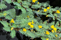 Botswana Wonder Sensitive Plant (Aeschynomene fluitans) - Floating/Pond Plant with Yellow Flowers
