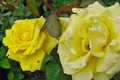 Texas Yellow Rose Cuttings (3) 5-6" - Unrooted, Rooting Powder & Guide Included