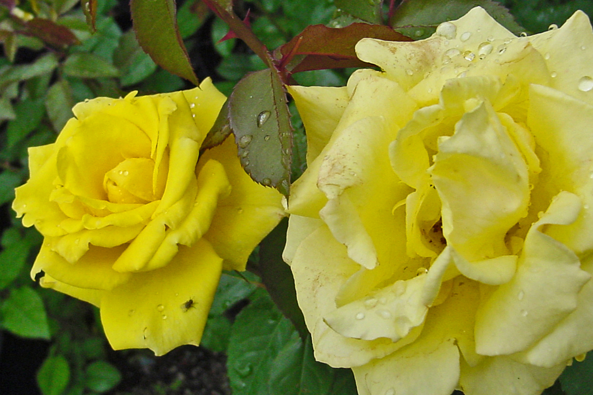 Texas Yellow Rose Cuttings (3) 5-6" - Unrooted, Rooting Powder & Guide Included