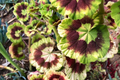 Rare Variegated Pelargonium Zonal Geranium Cutting - 6", Vivid Red Blooms