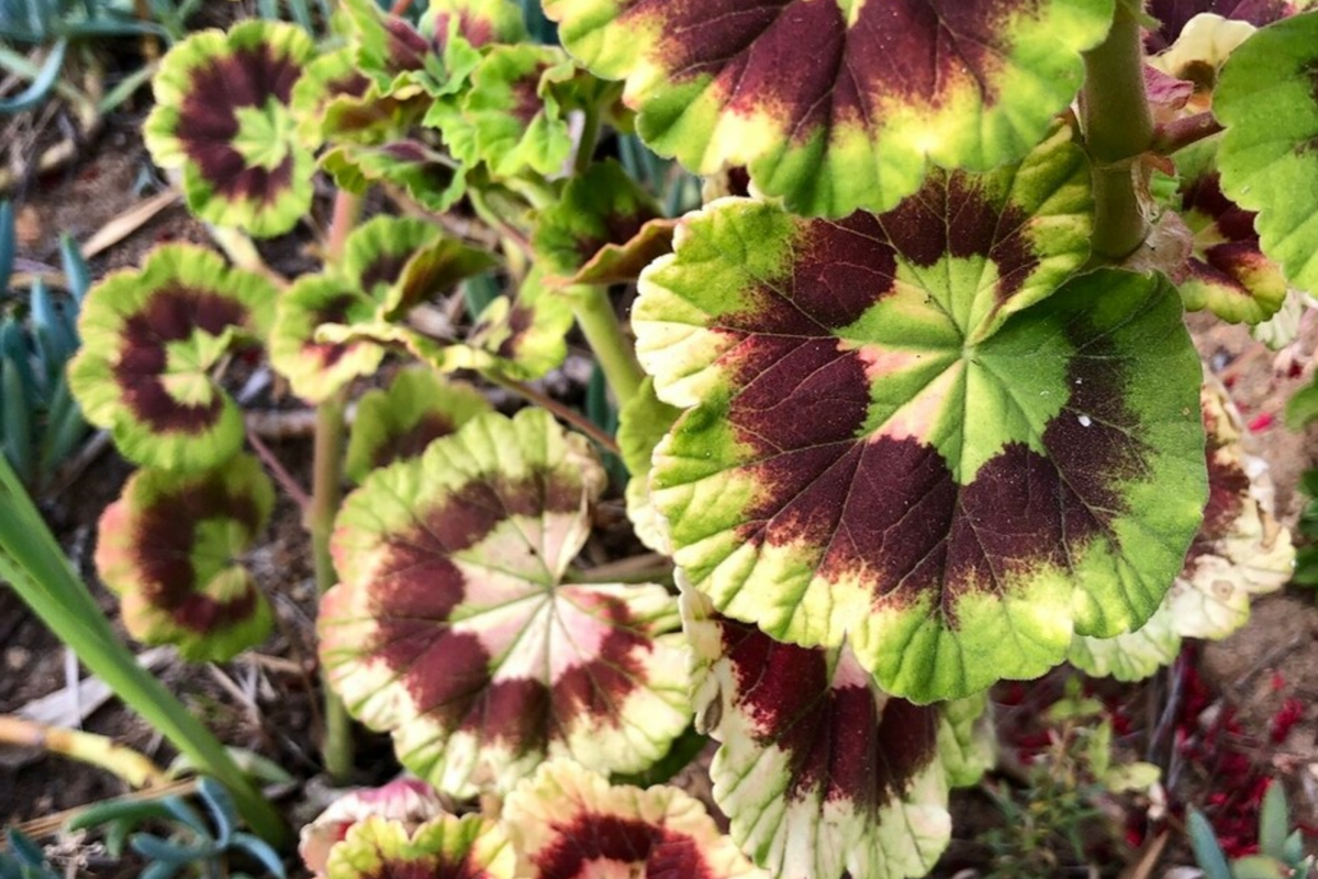 Rare Variegated Pelargonium Zonal Geranium Cutting - 6", Vivid Red Blooms