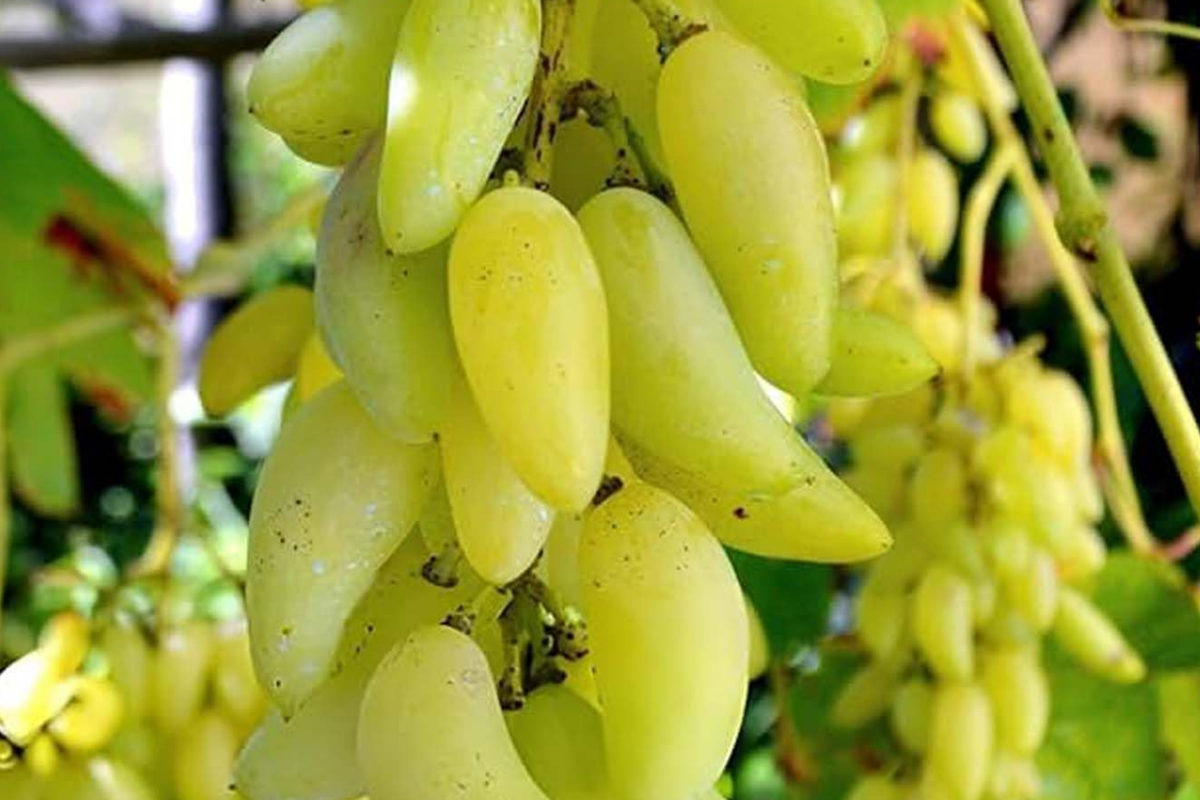 Gold Finger Grape Cuttings (2-3 Nodes) - Rare Exotic Table Grape, Golden 6-10g Berries