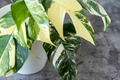 Pothos Epipremnum Pinnatum Albo Variegata Cuttings | Variegated Fenestrated Leaves, Climbing