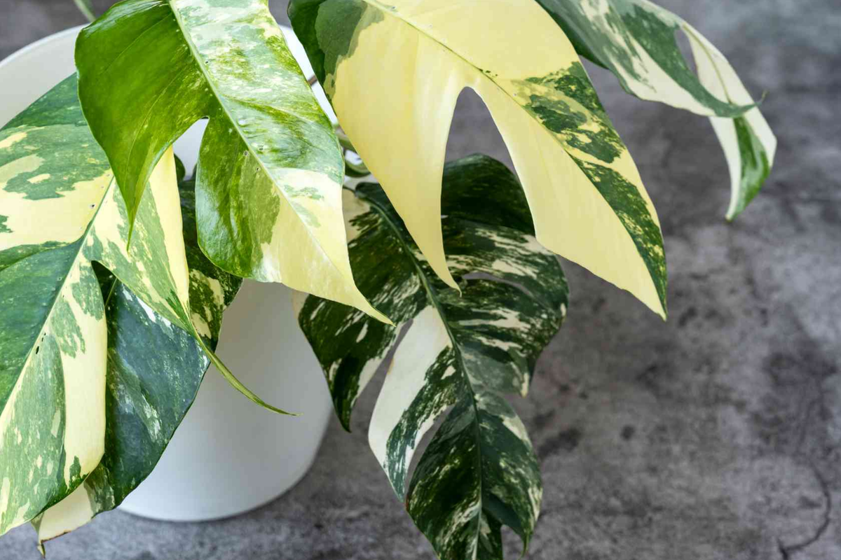 Pothos Epipremnum Pinnatum Albo Variegata Cuttings | Variegated Fenestrated Leaves, Climbing