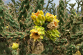 Jumping Cholla Cactus Live Cutting - Cylindropuntia fulgida | Fast-Growing, Evergreen, Clumping