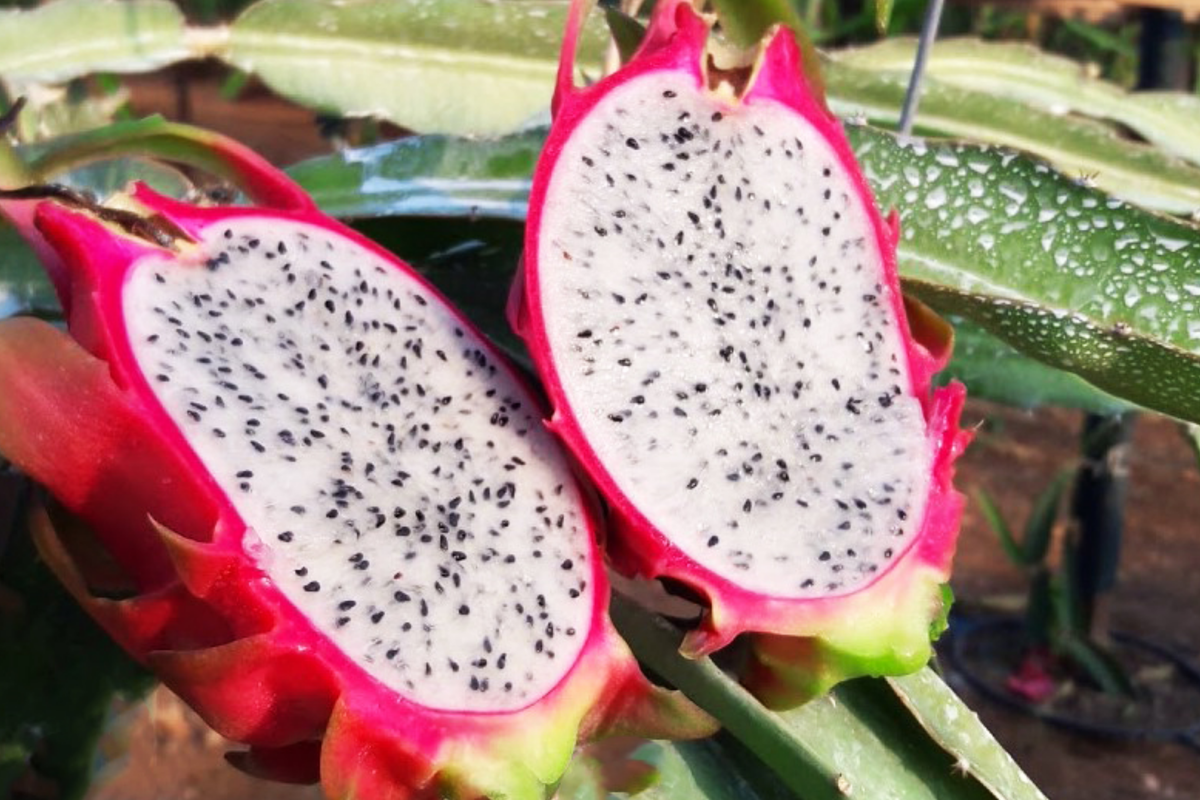 White Dragon Fruit Pepino Dulce Cuttings (2) 9-14" – Hylocereus undatus
