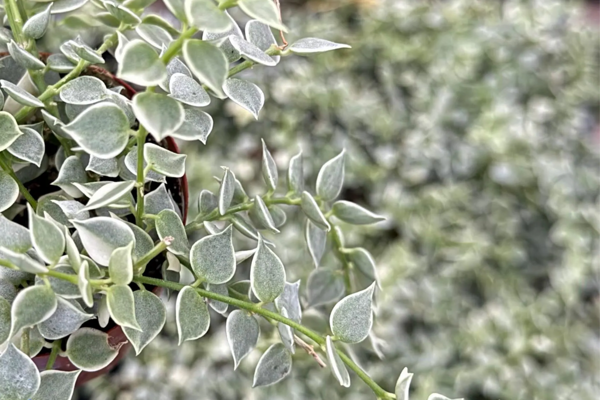 Dischidia ruscifolia Million Hearts Cutting | Unrooted 1 Cutting