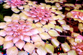 Water Mosaic Plant Cuttings (Ludwigia sedioides) - 3 Floating Pond Cuttings