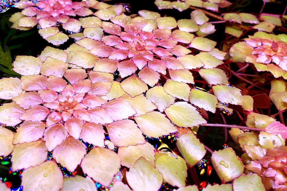 Water Mosaic Plant Cuttings (Ludwigia sedioides) - 3 Floating Pond Cuttings