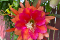 Epiphyllum Orchid Cactus Neon Smile - 3 Rooted Cuttings, Pink Blooms, Easy-Care