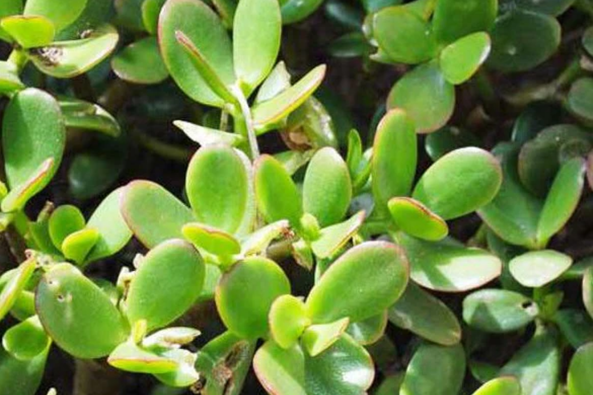 Crassula ovata Jade Plant Cuttings (2 Unrooted, 3-5") - Easy Care Money Tree