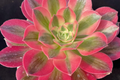 Aeonium Perfume Concubine Cutting - 2.5-Inch Rosette | Fresh Succulent