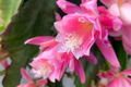 Epiphyllum 'Hocus Pocus' Orchid Cactus Cutting - 8-10" Unrooted Cutting
