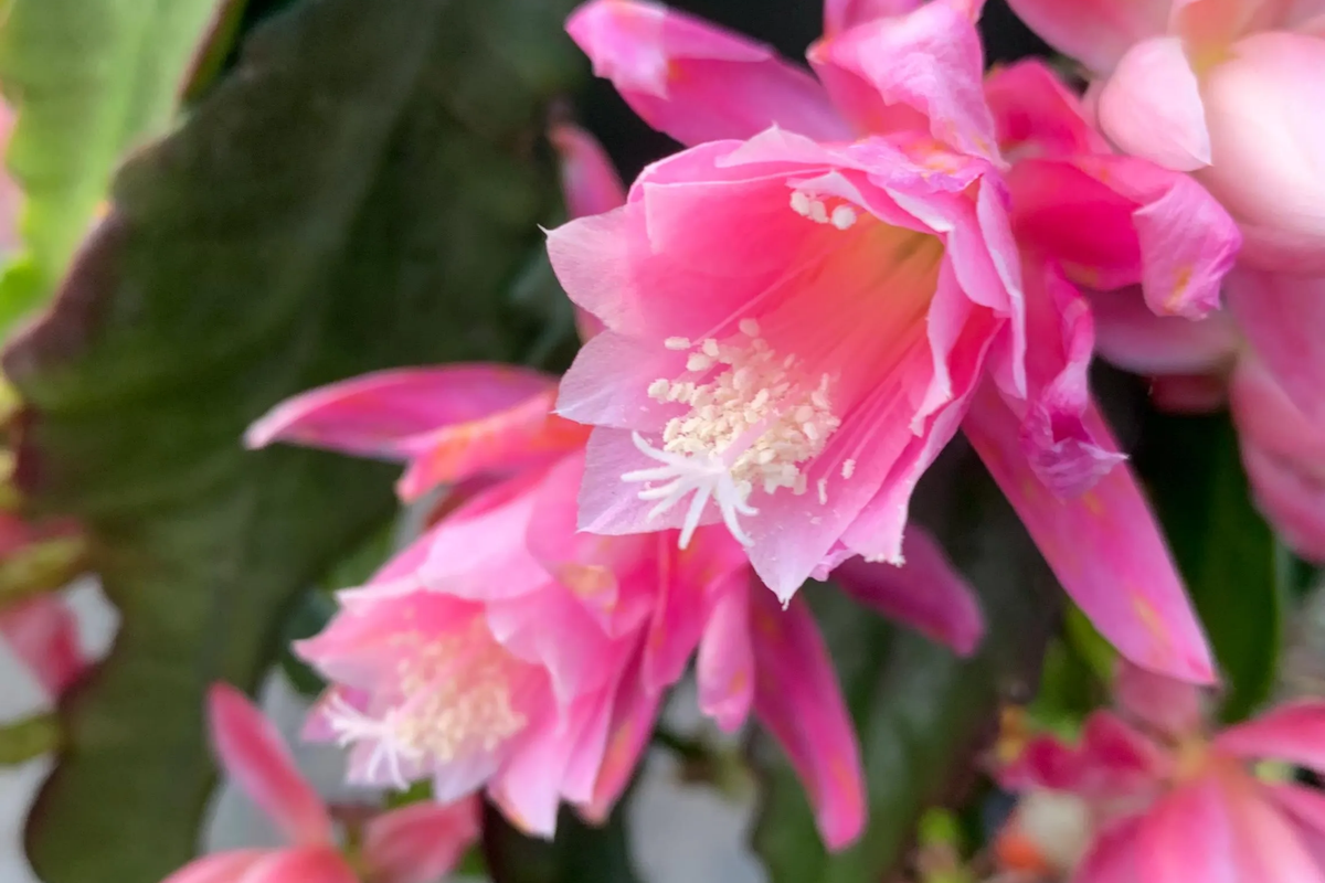Epiphyllum 'Hocus Pocus' Orchid Cactus Cutting - 8-10" Unrooted Cutting