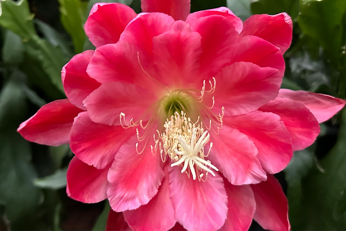 Epiphyllum Orchid Cactus Meadow Rose - 2 Rooted Cuttings with New Growth