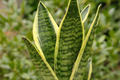 Sansevieria Golden Hahnii Starter - Dwarf Variegated Snake Plant | Bare Root