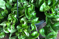 Hoya Hindu Rope Plant Cuttings - Unrooted 4-Inch Cuttings