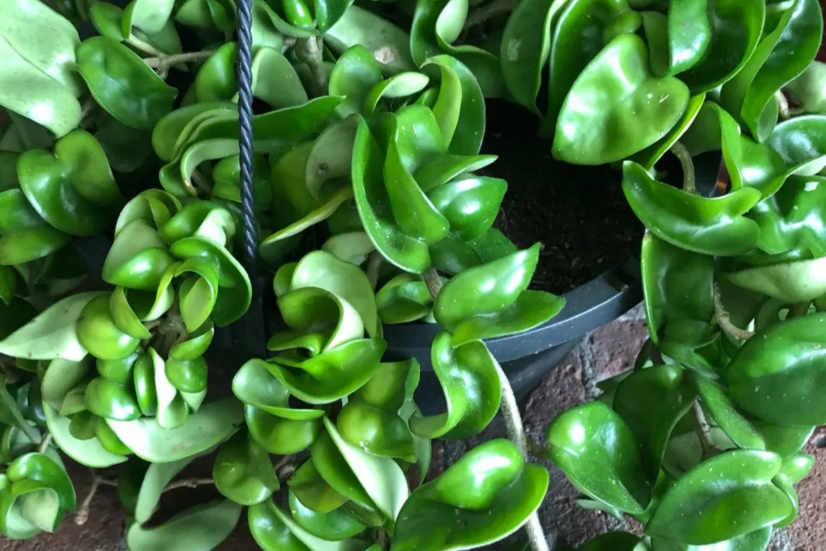 Hoya Hindu Rope Plant Cuttings - Unrooted 4-Inch Cuttings