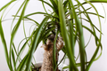 Beaucarnea multi Ponytail Palm Rooted Cutting in 2" Pot | Air-Purifying, Low-Maintenance Houseplant