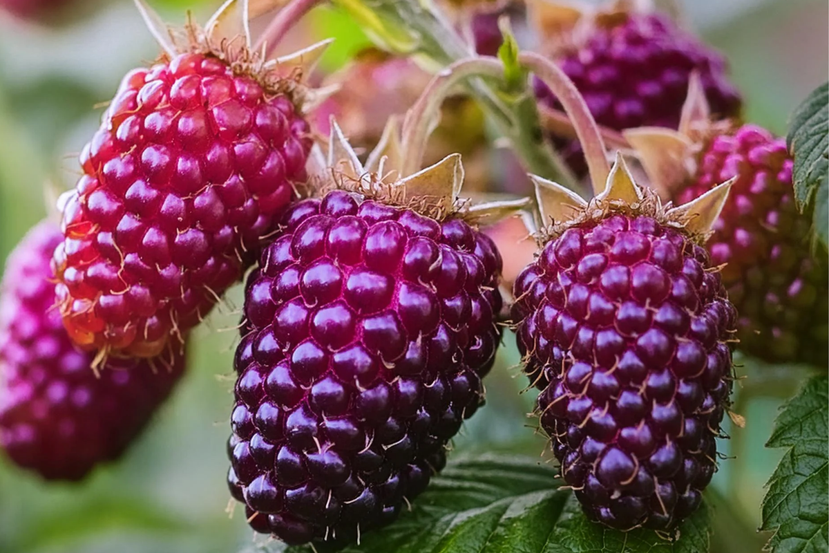 Thornless Purple Raspberry Cutting (Rubus 'Glencoe') - 4" Rooted Starter Plant