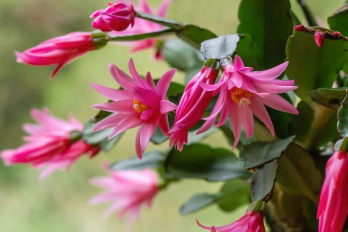 Christmas Cactus White Cuttings (5 unrooted) 4-5" - Easy Propagation