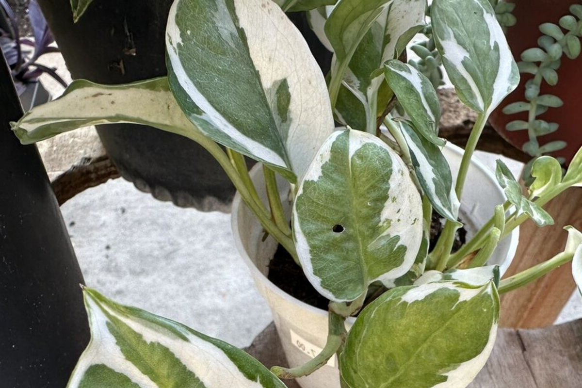 N'Joy Pothos Unrooted Cuttings - 3 Variegated Pothos Cuttings for Propagation